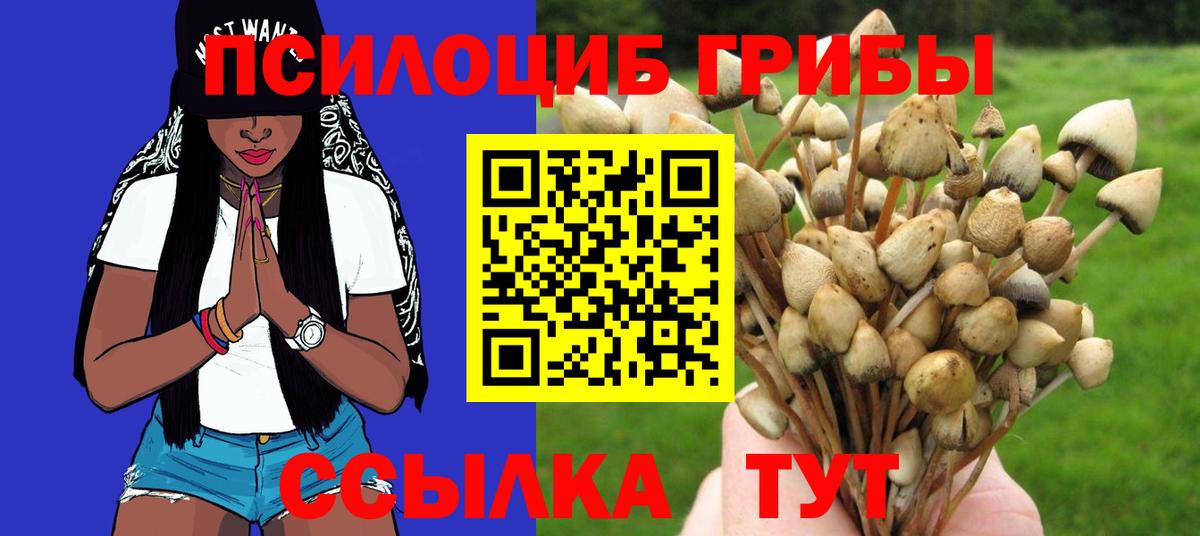 Псилоцибиновые грибы Psilocybe Йошкар-Ола